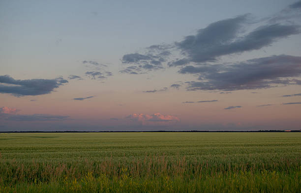 prairie crepuscolo - manitoba canada prairie canola foto e immagini stock