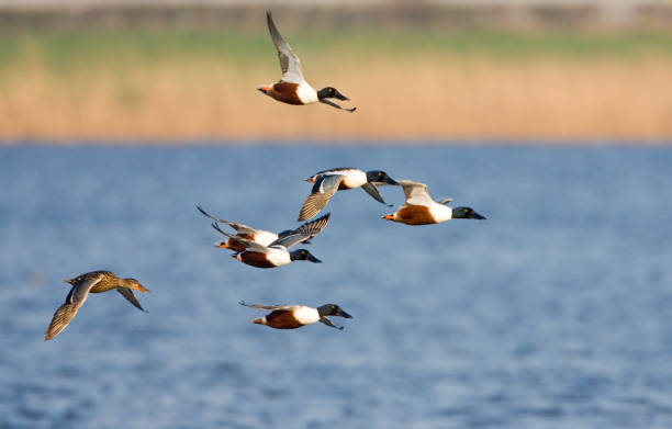 istock Northern Shoveler, Slobeend, Anas clypeata 1467556705