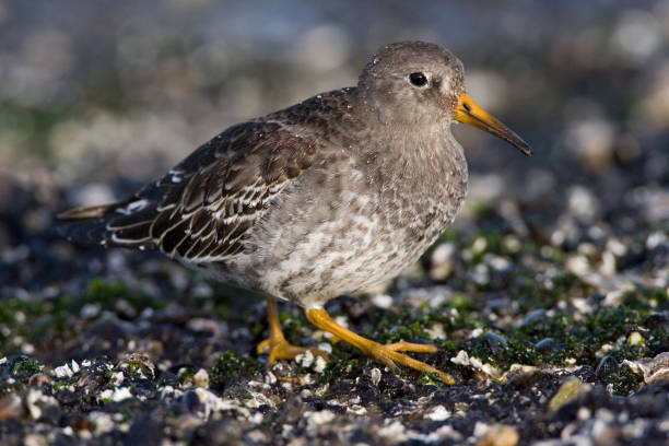 istock Purple Sandpiper, Paarse Strandloper, Calidris maritima 1467556719
