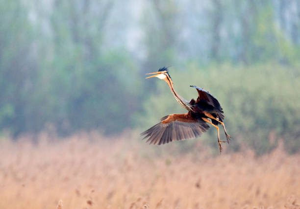 istock Purperreiger, Purple Heron, Ardea purpurea 1467556720