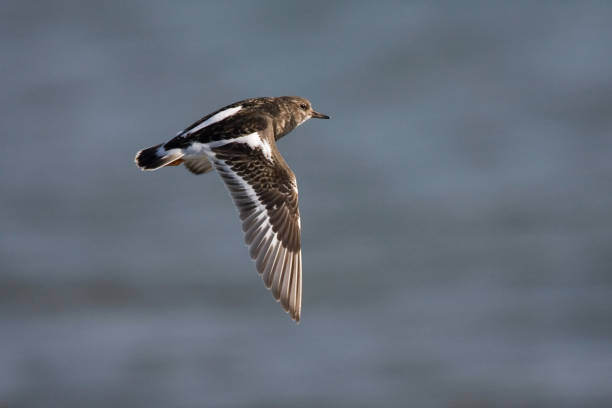 istock Ruddy Turnstone, Steenloper, Arenaria interpres 1467556765
