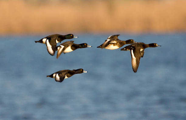 istock Kuifeend, Tufted Duck, Aythya fuligula 1467556799