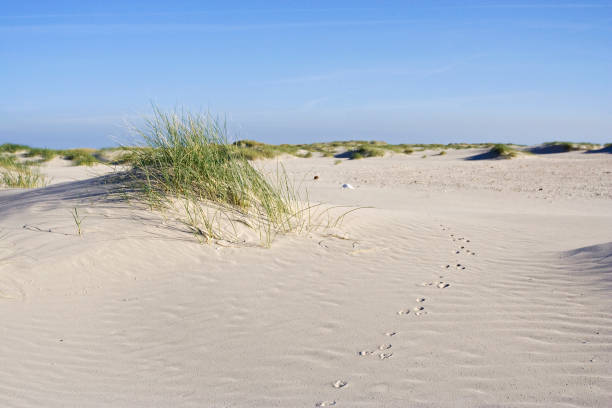 istock Duinvorming Vliehors Vlieland, Dune growth 1467556803