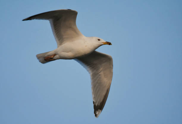 istock Great black-backed gull (Larus marinus) flying in the sky in spring. 1467556858