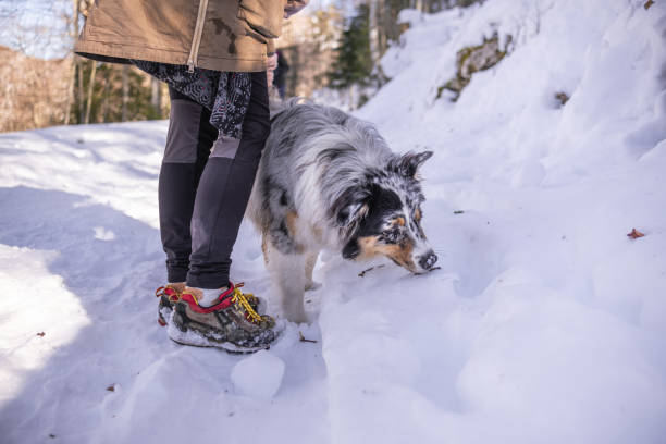 istock Beautiful Australian shepherd enjoying his first snow 1467557360