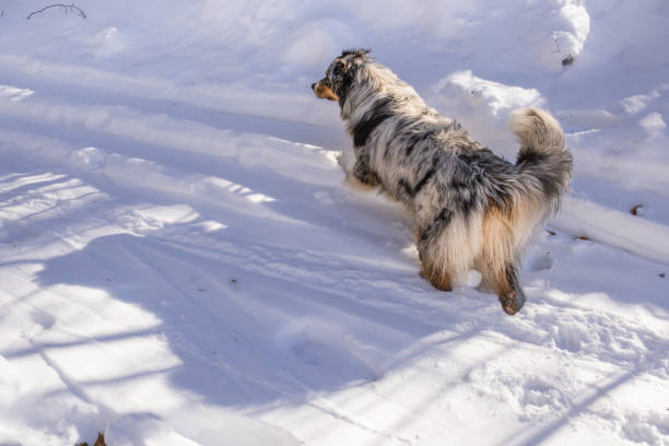 istock Beautiful Australian shepherd enjoying his first snow 1467558070