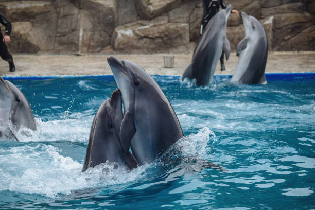 Couple of dolphins dancing in blue water.