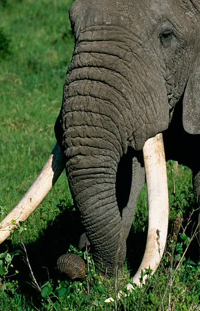 Magnificent Bull elephant with tusks eating grass stock photo