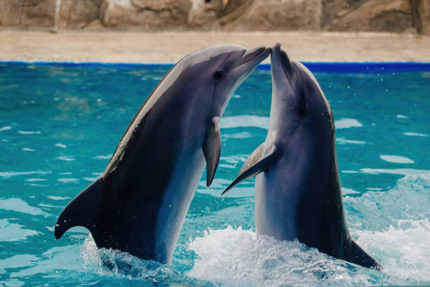 istock Couple of dolphins dancing in blue water 1467558231