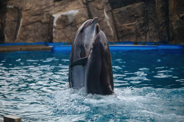 istock Couple of dolphins dancing in blue water 1467558252