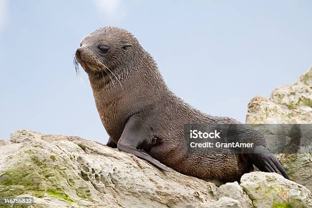 New Zealand Fur Seal Pup Stock Photo - Download Image Now - Fur Seal, New Zealand Fur Seal, Seal Pup