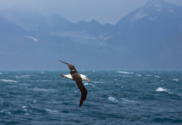 istock Wenkbrauwalbatros, Black-browed Albatross, Thalassarche melanophrys 1467558419