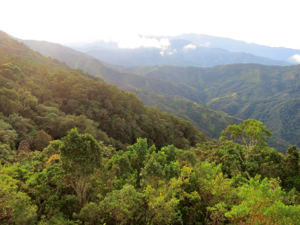 istock Nevelwoud / cloud forest; Santa Marta Mountains, Sierra Nevada, Colombia 1467558541