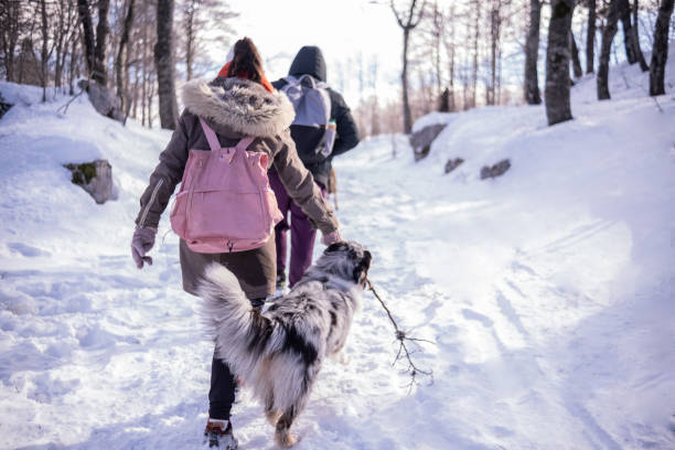 CLOSE UP: Energetic brown dog runs beside a female person snowshoeing down a snowy hillside. Bright sun illuminates fresh powder above a scenic valley. Joyful winter walks in the hilly countryside.