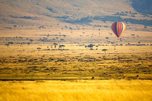 Early morning light over the Maasai Mara with colourful balloon coming in to land.