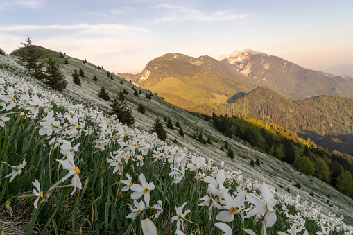The mountain slope covered with daffodils on Mala Golica mountain early in the morning. Slovenia.
