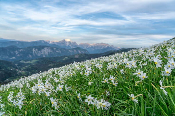The mountain slope covered with daffodils on Mala Golica mountain early in the morning. In distance Mt. Triglav, Slovenia.