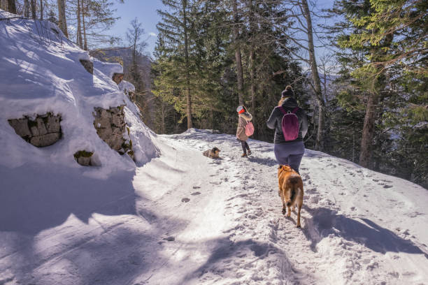 istock Taking a hike in a snowy forest with dogs 1467558811