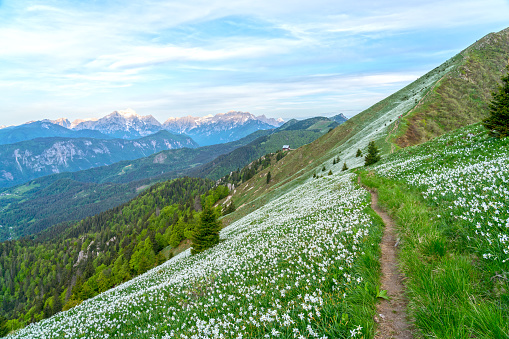 The mountain slope covered with daffodils on Mala Golica mountain early in the morning. Front view footpath and in distance Mt. Triglav, Slovenia.