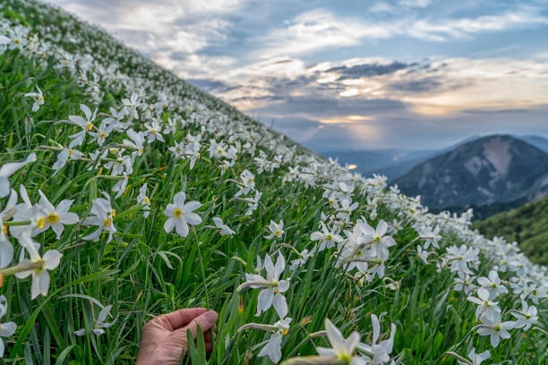 The mountain slope covered with daffodils on Mala Golica mountain early in the morning. Female hand holding one flower. Slovenia.