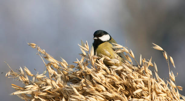 istock Koolmees, Great Tit, Parus major 1467559226