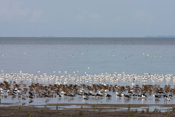 istock Vogels op Waddenzee, Birds at Wadden Sea 1467559482
