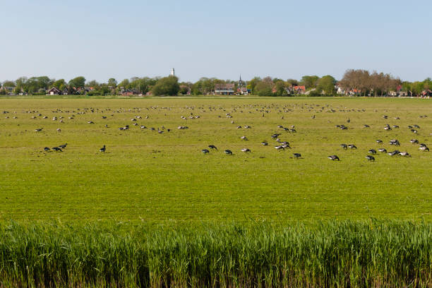 istock Rotgans, Dark-bellied Brent Goose, Branta bernicla 1467559627