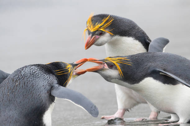 Royal Penguin, Eudyptes schlegeli Two Royal Penguins fighting on Buckles Bay beach with one Royal Penguin looking at the scene. Macquarie islands, Australia penguins fighting stock pictures, royalty-free photos & images