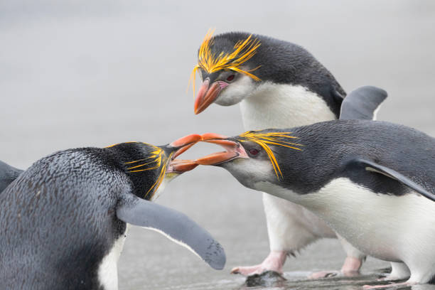 pinguim real, eudyptes schlegeli - pinguim de schlegel - fotografias e filmes do acervo