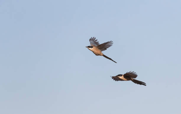 istock Iberian Magpie, Cyanopica cooki 1467561312