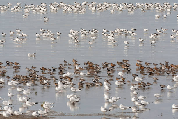istock Vogels op Waddenzee, Birds at Wadden Sea 1467562014