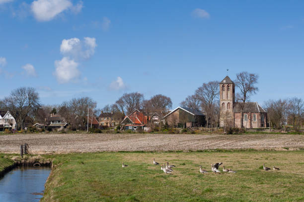 istock Grauwe Gans, Greylag Goose, Anser anser 1467562037