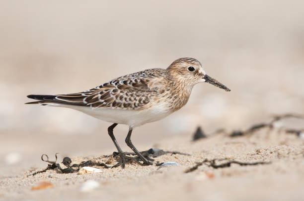 istock Bairds Strandloper, Bairds Sandpiper, Calidris bairdii 1467562079