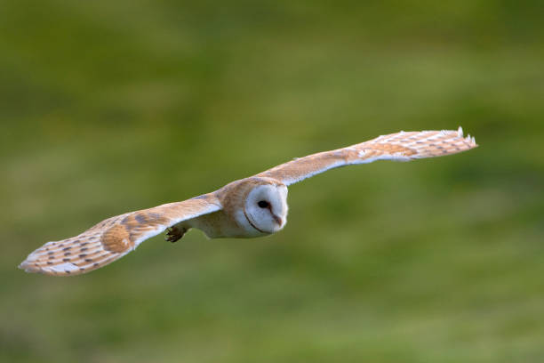 istock Kerkuil, Barn Owl,Tyto alba 1467562098