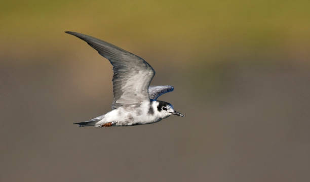 istock Zwarte Stern, Black Tern, Chlidonias niger 1467562120