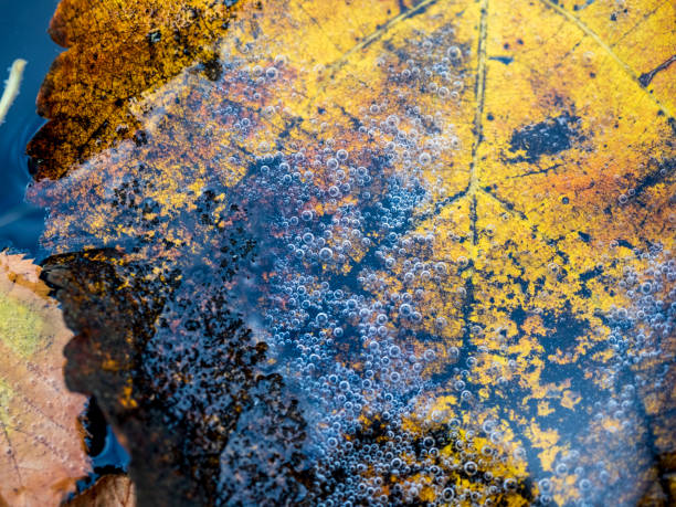 Photo of Close-up of a withered autumn leaf floating on water