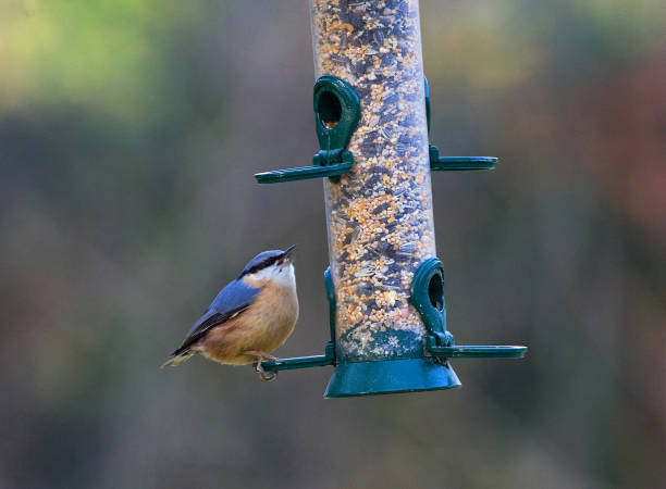 istock Eurasian Nuthatch, Boomklever, Sitta europaea 1467562173
