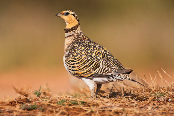istock Witbuikzandhoen, Pin-tailed Sandgrouse, Pterocles alchata 1467562764