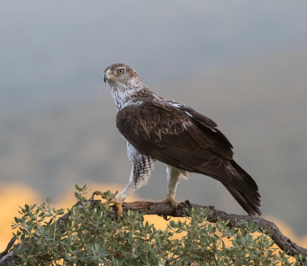 Adult Bonelli's Eagle (Aquila fasciata) in Spain