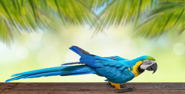 ヤシの木の背景に木のテーブルに青と黄色のコンゴウインコのオウム。 - gold and blue macaw ストックフォトと画像