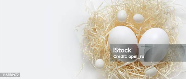 Nest With Eggs On The Right Side Stock Photo - Download Image Now - Animal Egg, Animal Nest, Comfortable