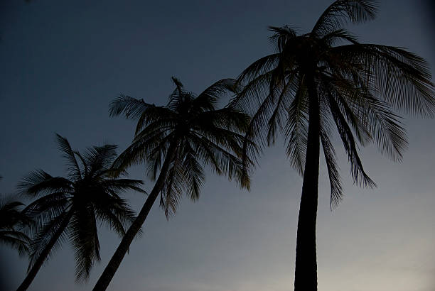 Três árvores de Palma - fotografia de stock