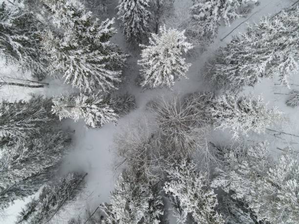 istock aerial view of snow forest 1467570812