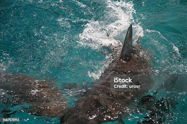 Attacco Di Squalo - Fotografie stock e altre immagini di Acqua - Acqua, Aggressione, Animale