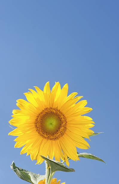 Sunflower stock photo