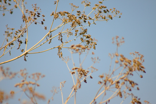 Close-up of poison hemlock seeds with blue sky on background