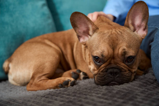 istock Loving master spending free time with French bulldog 1467573057