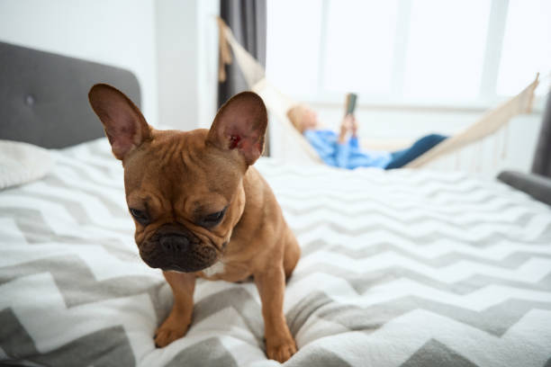 istock French bulldog and its master resting in bedroom 1467573129