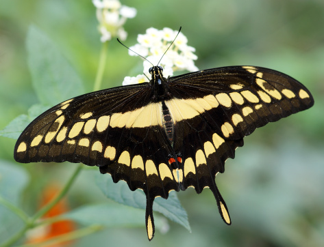 This is the Swallowtail Butterfly (Papilio Cresphontes).