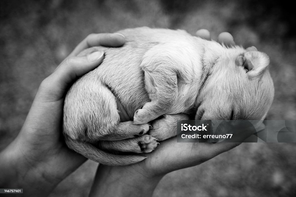 Sonno Cucciolo di cane in mano - Foto stock royalty-free di Amore